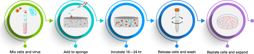 Lenti-X Transduction Sponge workflow