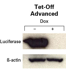 Inducible expression using the HEK 293 Tet-Off Advanced Cell Line