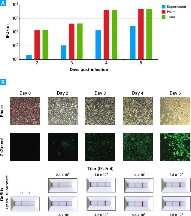 Rapid adenovirus detection during amplification
