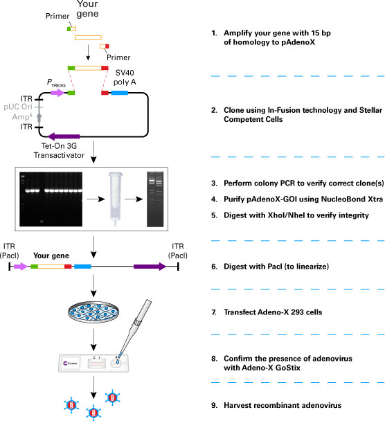 Constructing recombinant adenovirus with In-Fusion Cloning technology