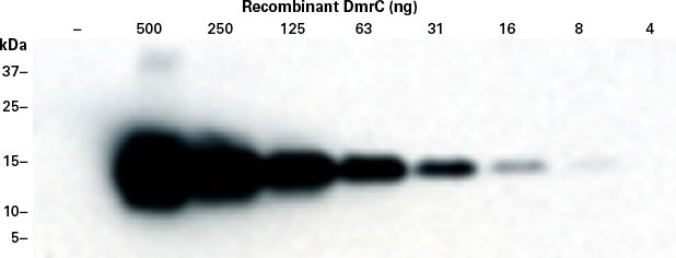 The DmrC Polyclonal Antibody (Cat. No. 635091) can detect as little as 16 ng of DmrC protein