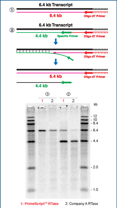 Strand displacement and elongation activity of PrimeScript Reverse Transcriptase in comparison to Company A RTase