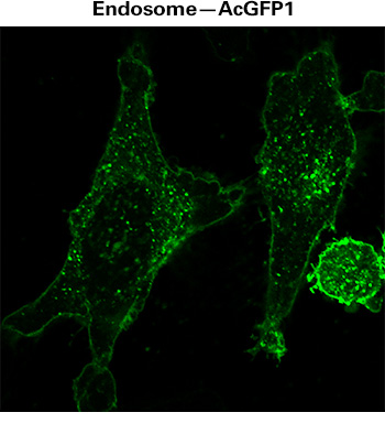 Endosome labeling using concentrated and purified lentivirus