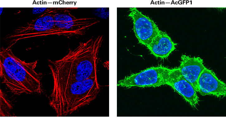 Subcellular staining of actin using recombinant lentivirus to deliver and express fusions of actin to mCherry (Cat. # 0020VCT rLV.EF1.mCherry-Actin-9) and AcGFP1 (Cat. # 0013VCT rLV.EF1.AcGFP1-Actin-9), respectively