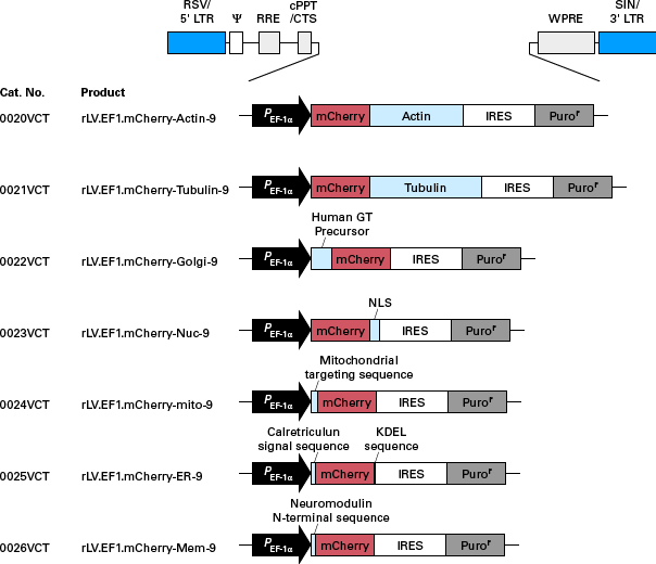 Map schematics of expression cassettes contained in particles for labeling subcellular compartments (e.g. actin, tubulin, mitochondria, etc.) with mCherry red fluorescent protein