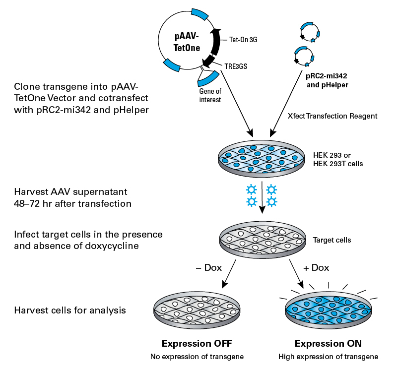 Establishing an inducible expression system in target cells with AAVpro Tet-One