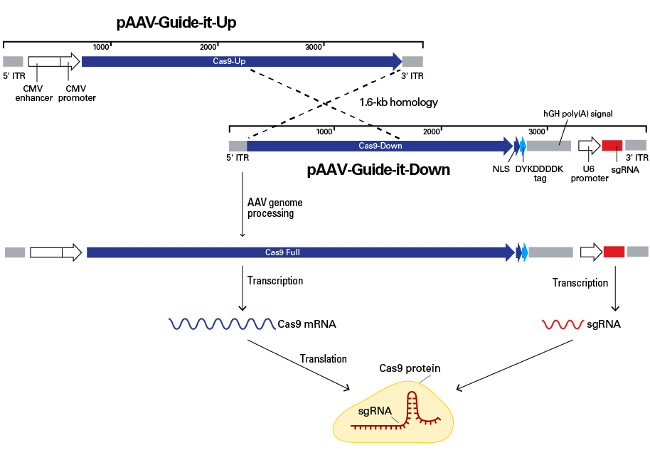 AAV vector recombination to produce full-length Cas9 and sgRNA