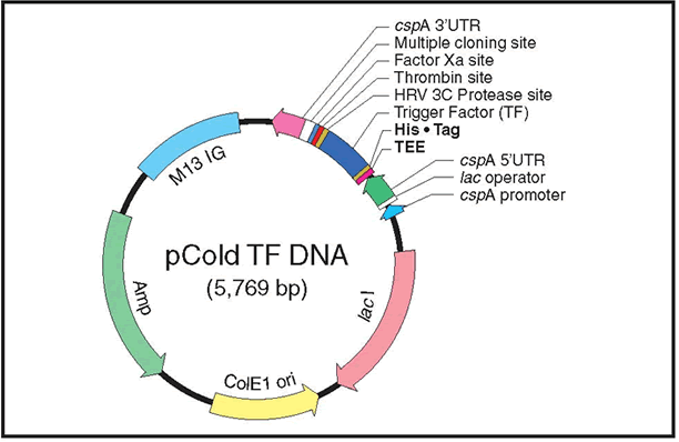 pCold TF DNA Vector Map