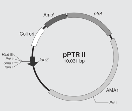 Vector map of pPTR II