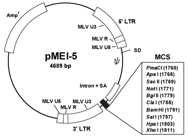Vector map for pMEI-5