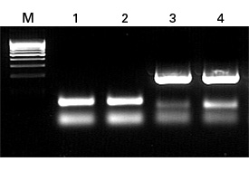DNA purified with the NucleoSpin Food kit is ideally suited for amplification