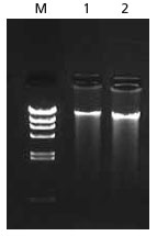 DNA purification from human blood (200 μl) with NucleoSpin Blood and NucleoSpin Blood QuickPure