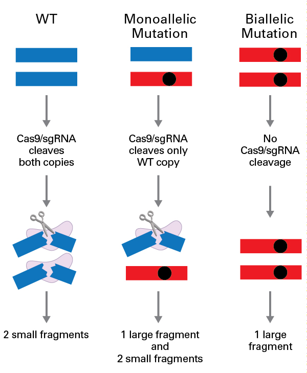 Genotype determination by in vitro Cas9/sgRNA cleavage