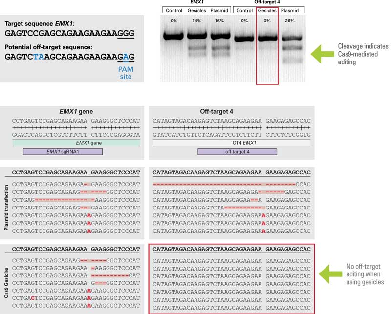 The use of gesicles decreases off-target effects