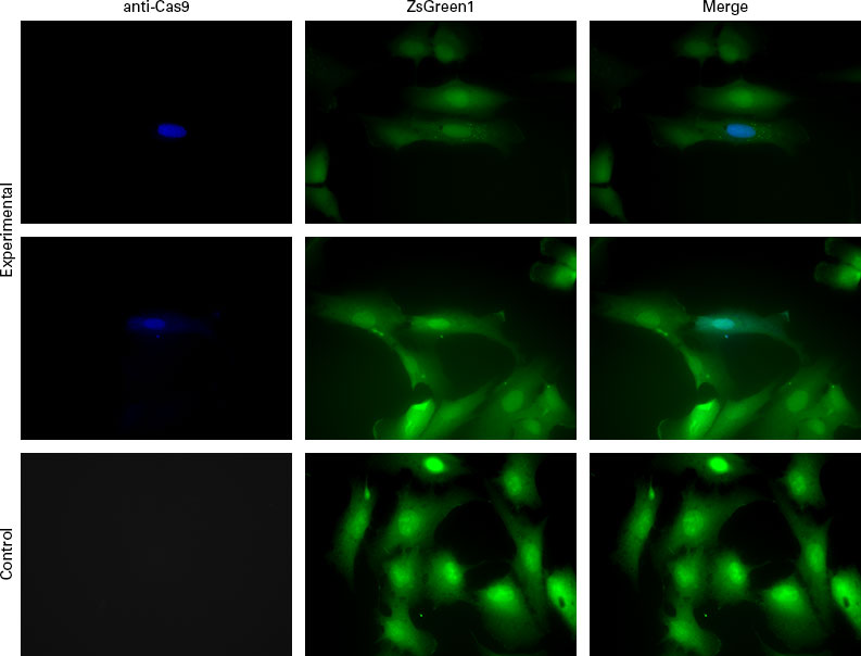 The Cas9 polyclonal antibody detects Cas9 protein by immunocytochemistry (ICC)