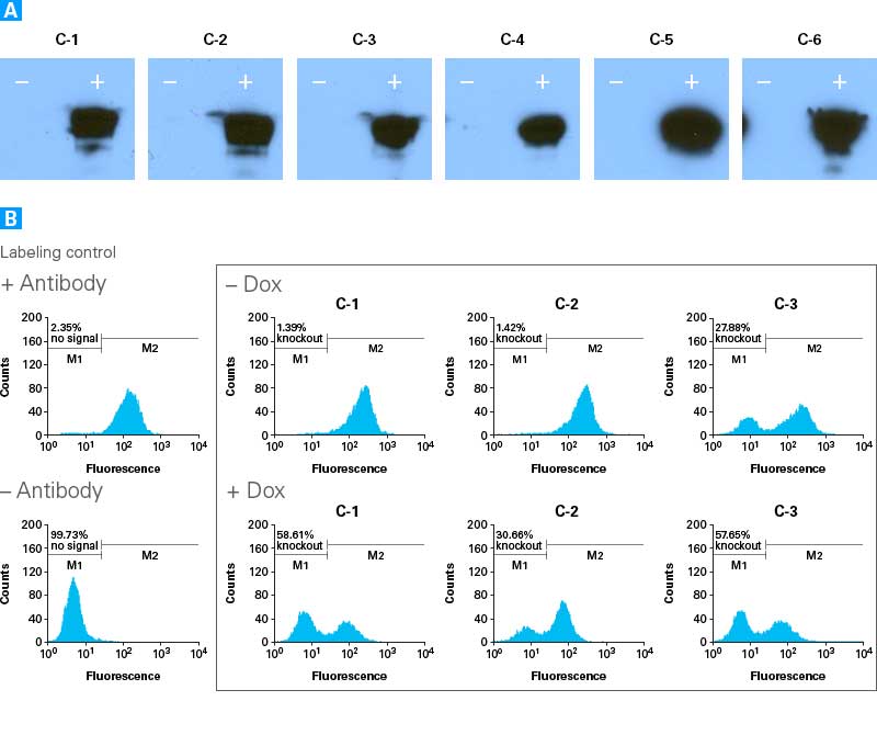 Inducible knockout of CD81 in HEK293 cells