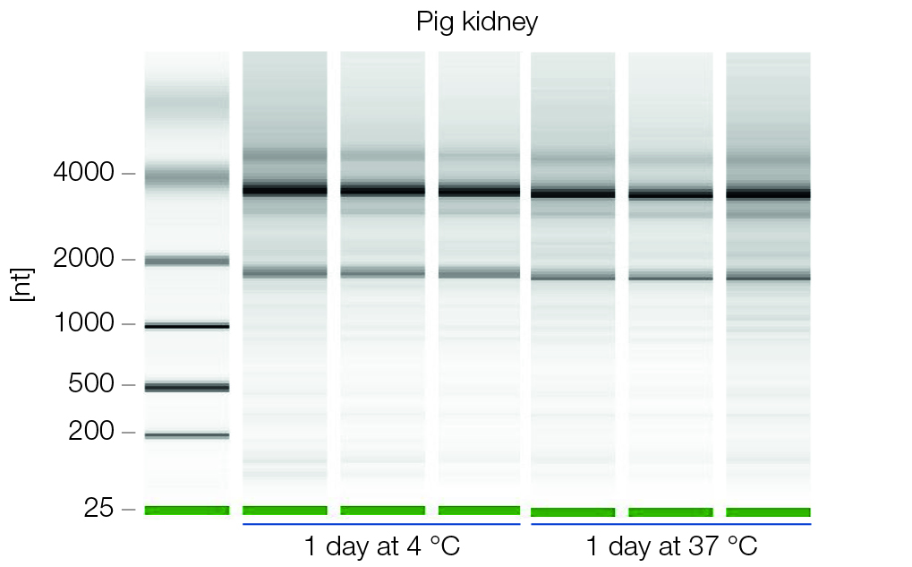NucleoProtect RNA preserves sample integrity during storage at 37 degrees C