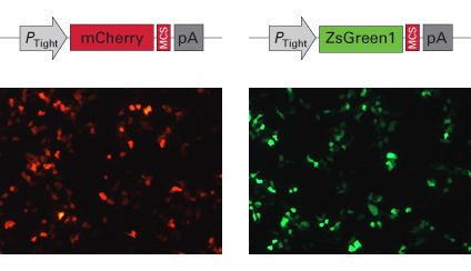 Tetracycline-inducible shRNA in MCF-7 cells