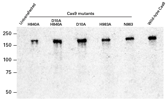 The Cas9 polyclonal antibody recognizes wild-type and nickase mutant Cas9 protein