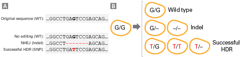 Common outcomes when engineering SNPs