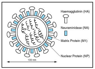 Structure of Influenza Virus