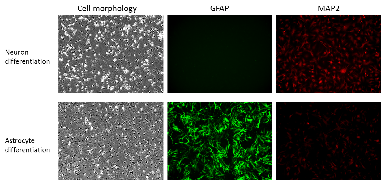 Human neural cortex stem cell lines were differentiated into either neurons (MAP2, red) or astrocytes (GFAP, green) using RHB-A