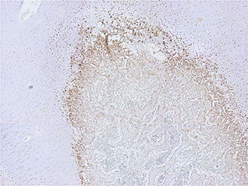 Immunohistochemical detection of Osteonectin/SPARC in miniature pig tissue